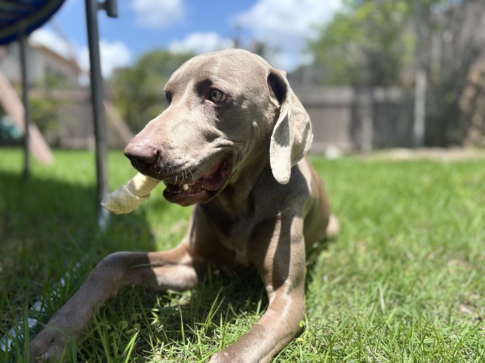 Enlarge Hank, a Adoptable Weimaraner in Dallas, TX image 2/3