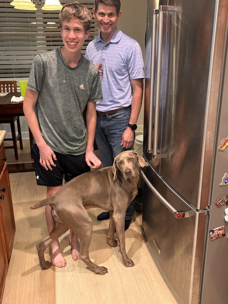 Enlarge Hank, a Adoptable Weimaraner in Dallas, TX image 3/3