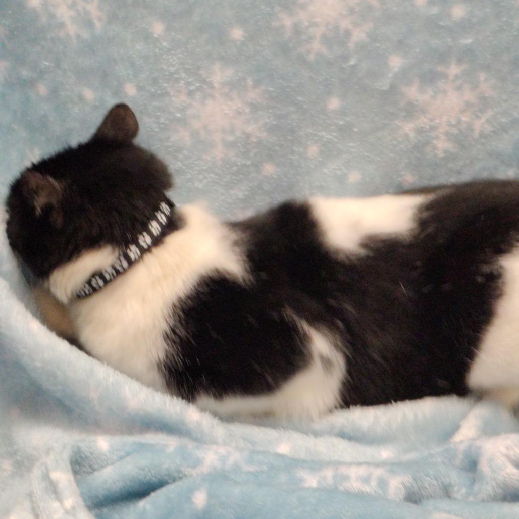 Luna/BlackCollar w/paws, Adoptable, Young Female Domestic Short Hair.