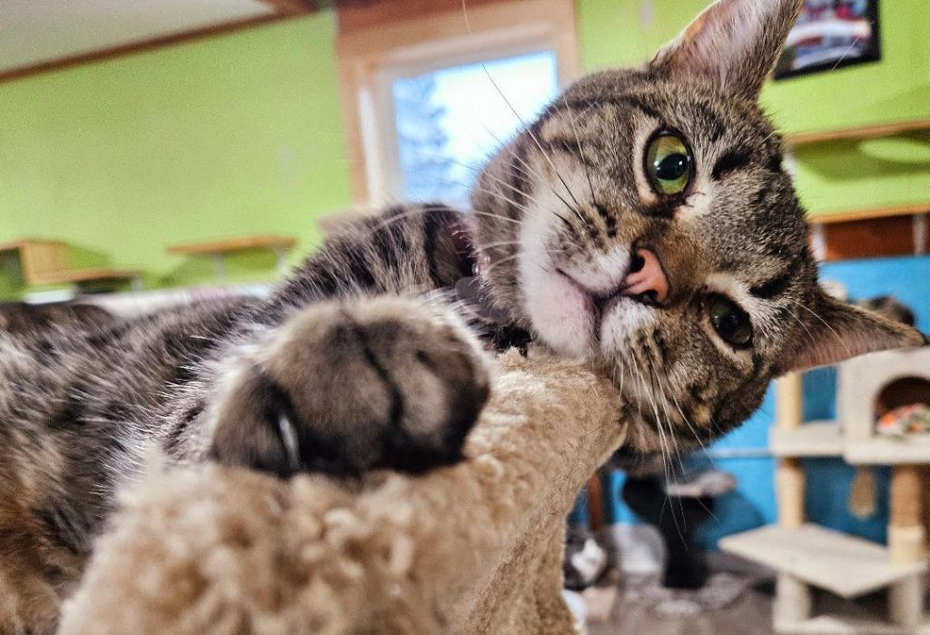 Diamond, Adoptable, Adult Female Domestic Short Hair.