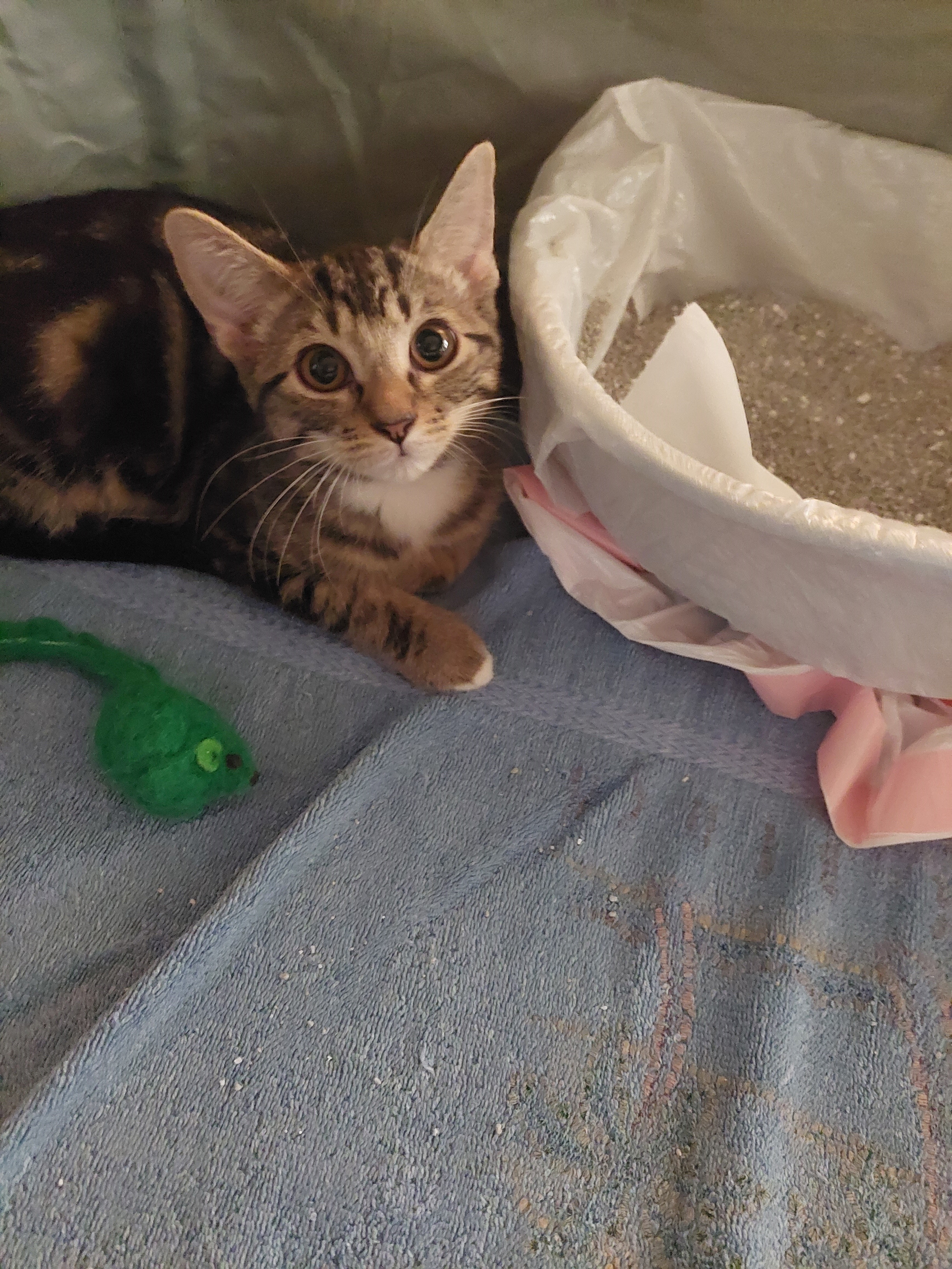 Enlarge Rosie, a Adopted Domestic Short Hair in Greensboro, NC image 1/1