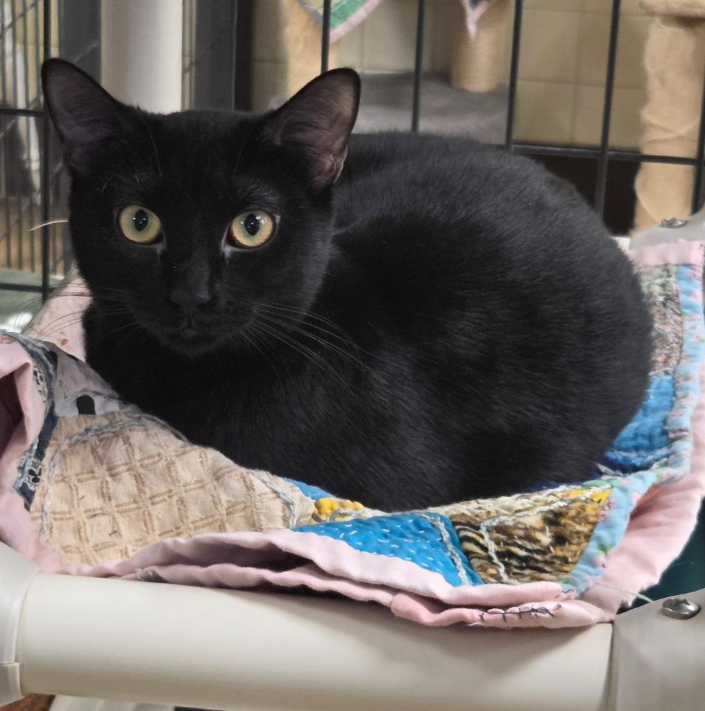 Jane, Adoptable, Kitten Female Domestic Short Hair.