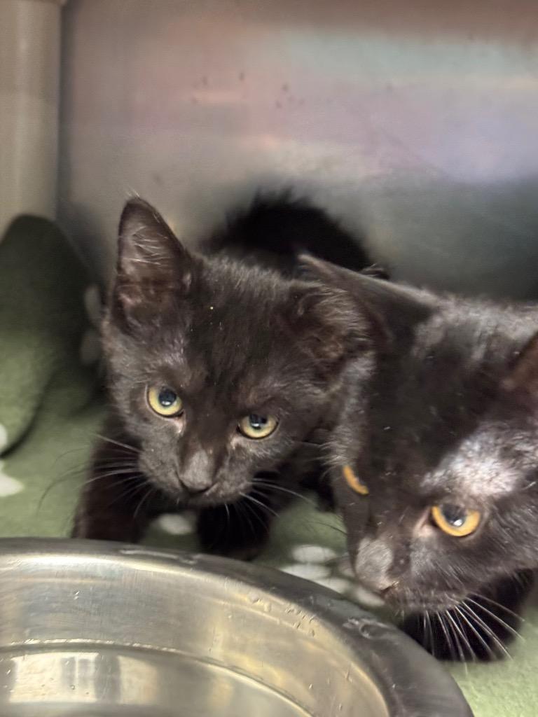 Jane, Adoptable, Young Female Domestic Short Hair.