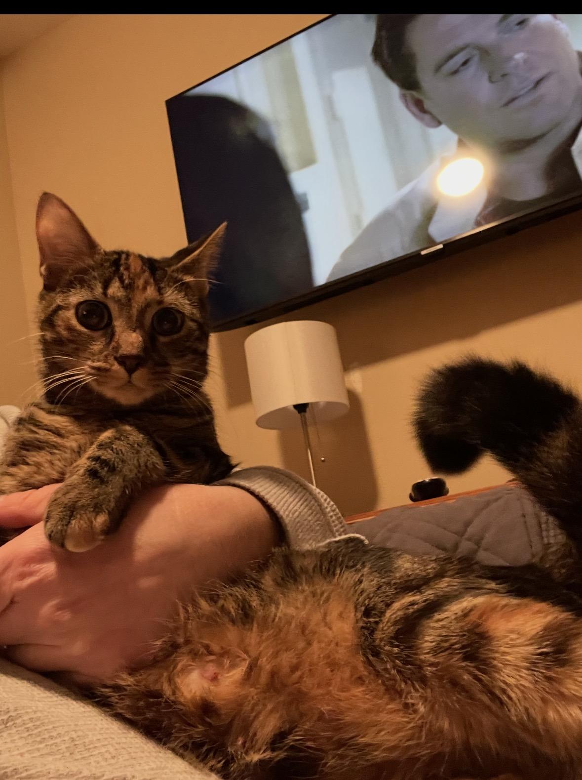 Enlarge Skittles , a ADOPTABLE Domestic Short Hair in Staten Island, NY image 1/2