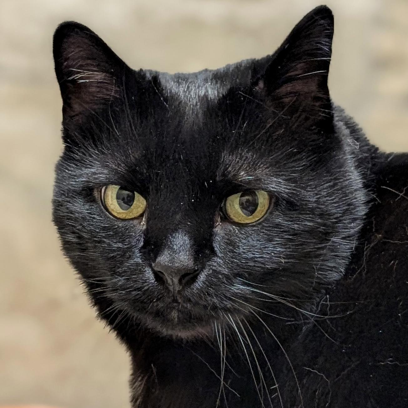 Veeki Furnando, ADOPTABLE, Senior Male Domestic Short Hair.