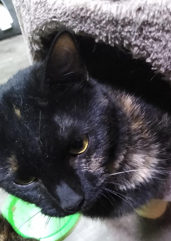 Stamps, Adoptable, Young Female Domestic Short Hair.