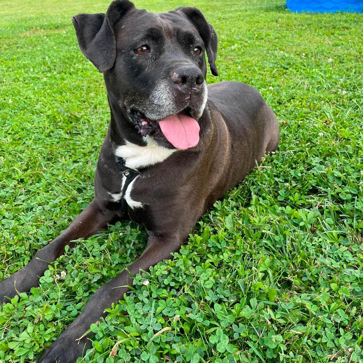 Clarice, Adoptable, Adult Female Mastiff & Retriever.