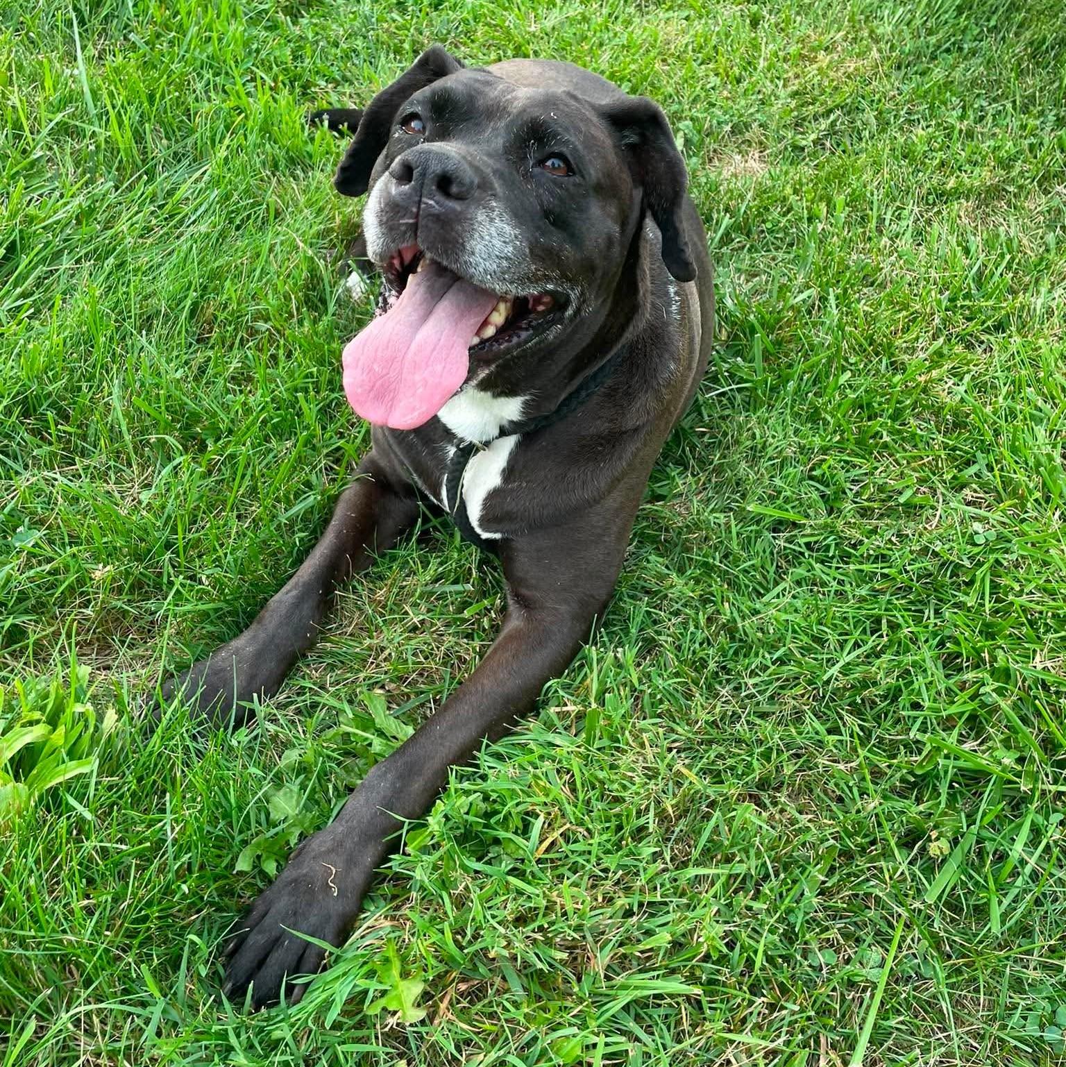 Clarice, a Adoptable mixed breed in Plain City, OH image 2/6