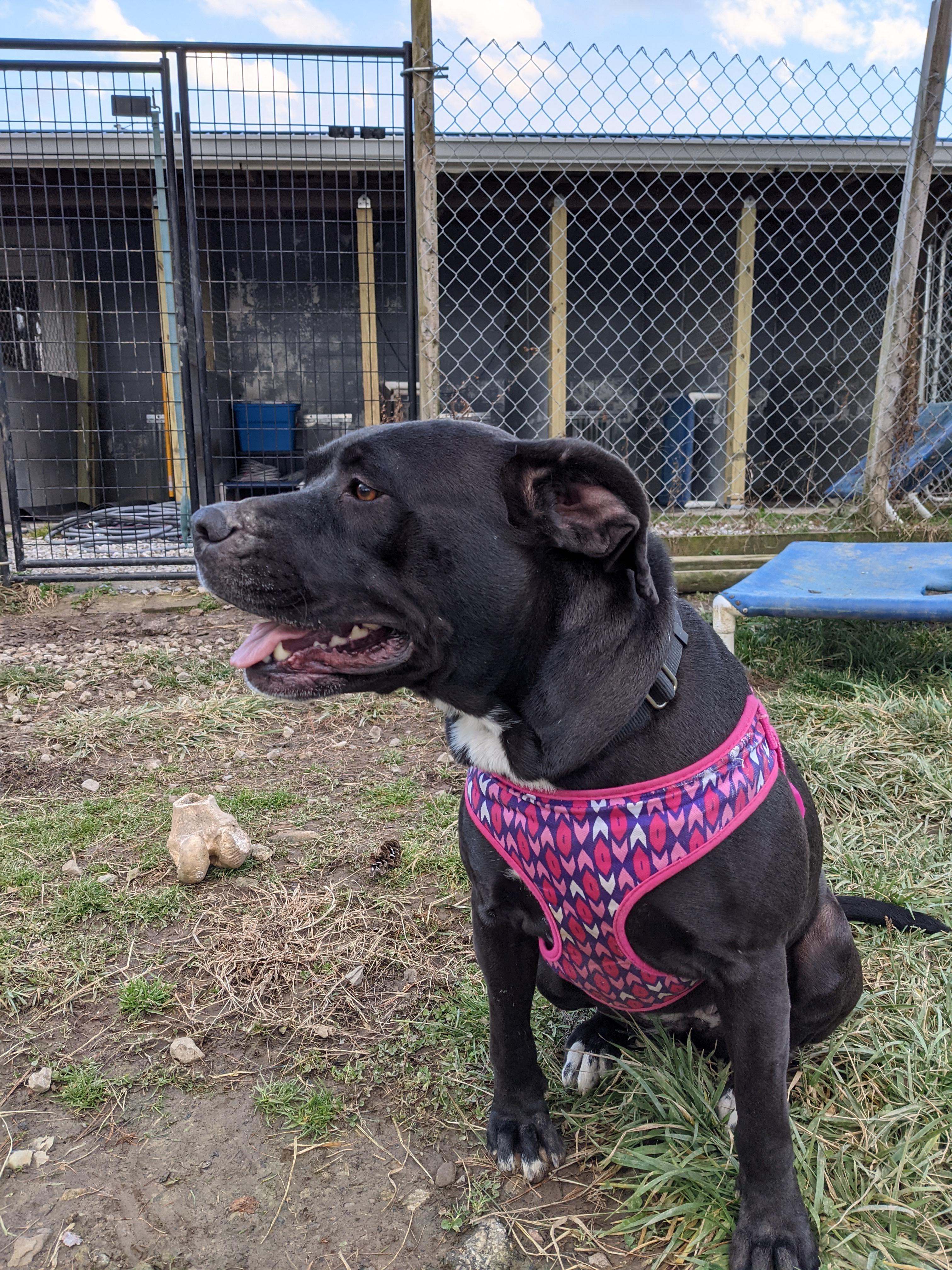 Clarice, a Adoptable mixed breed in Plain City, OH image 1/6