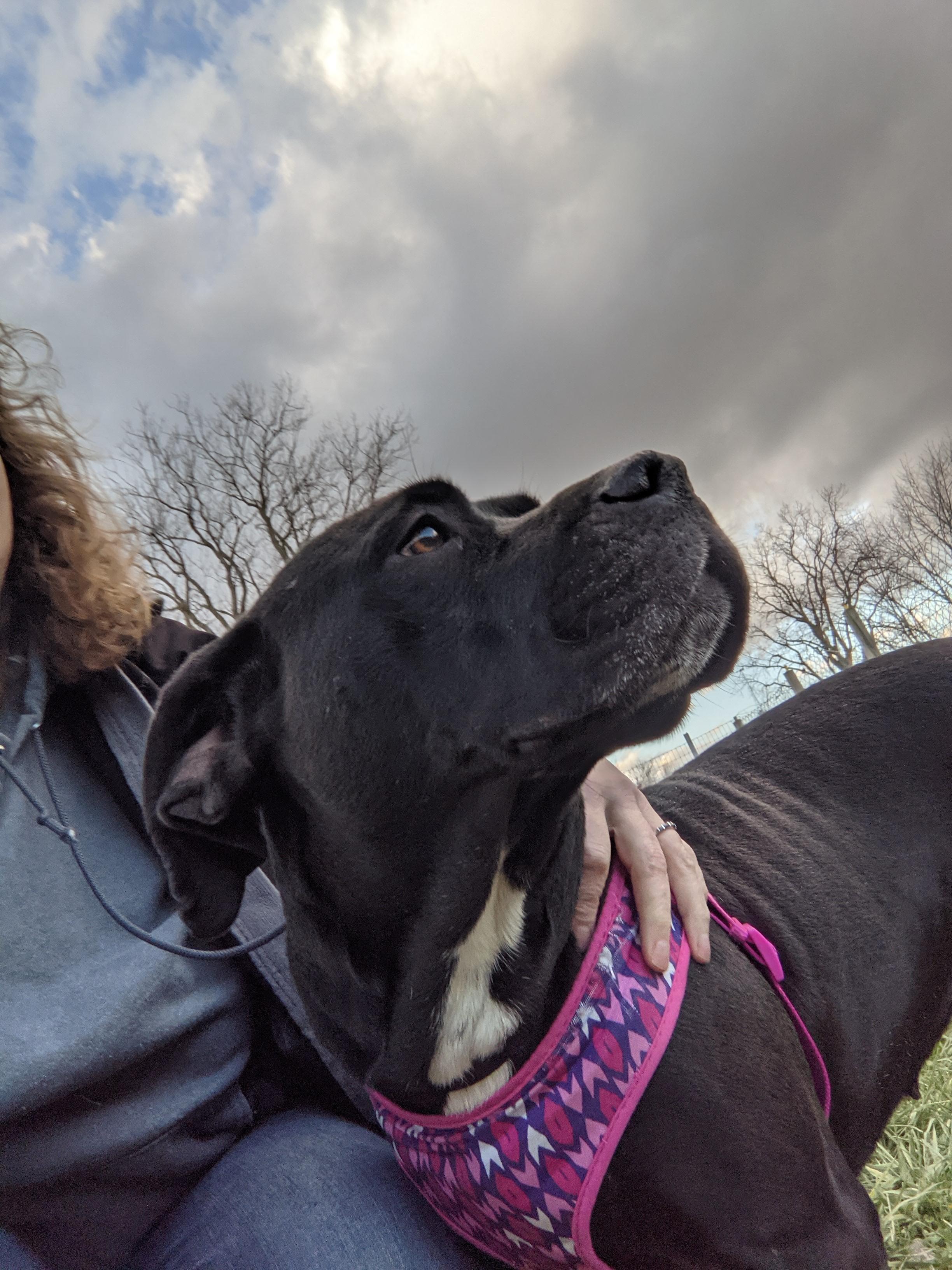 Clarice, a Adoptable mixed breed in Plain City, OH image 2/6