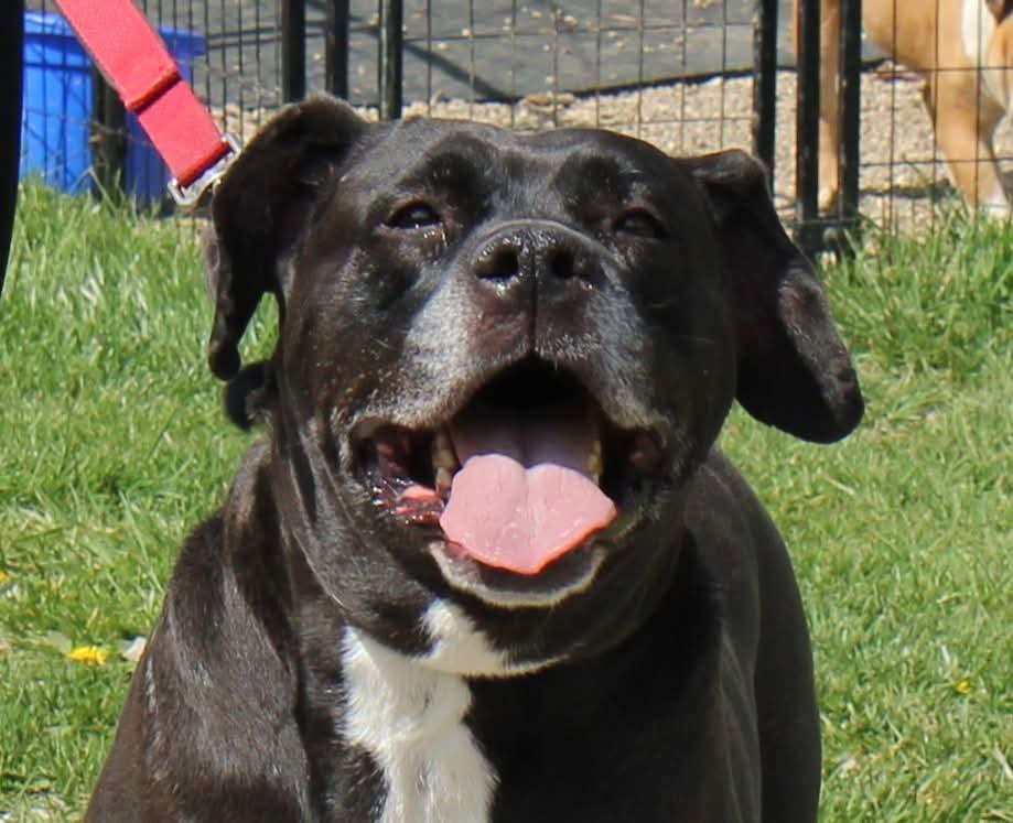 Clarice, a Adoptable mixed breed in Plain City, OH image 3/6