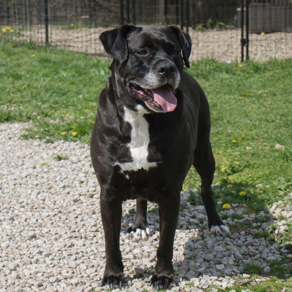 Clarice, a Adoptable mixed breed in Plain City, OH image 4/6