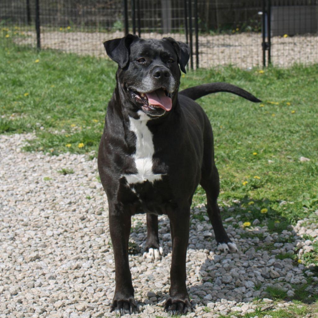Clarice, a Adoptable mixed breed in Plain City, OH image 5/6