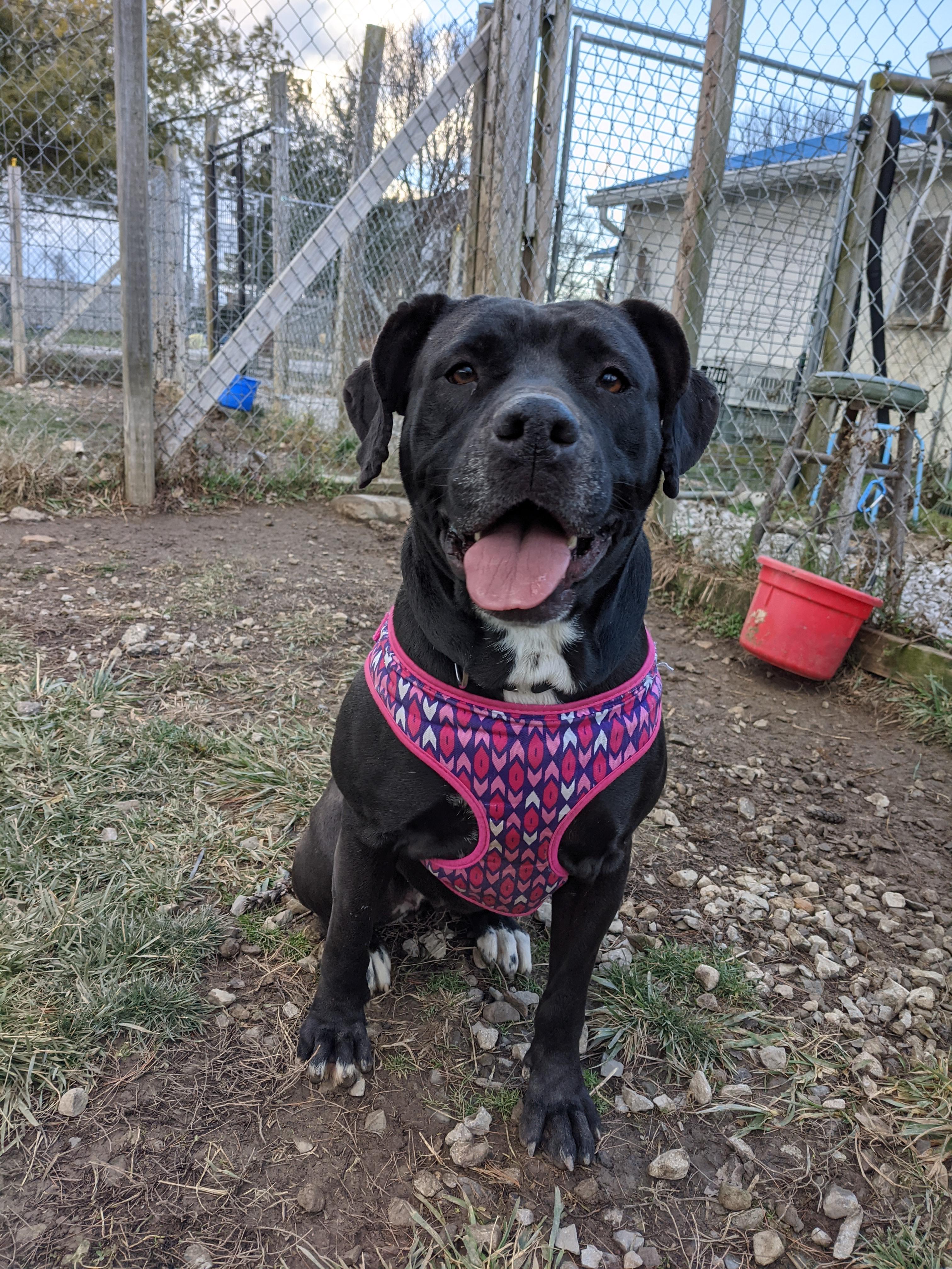 Clarice, a Adoptable mixed breed in Plain City, OH image 6/6