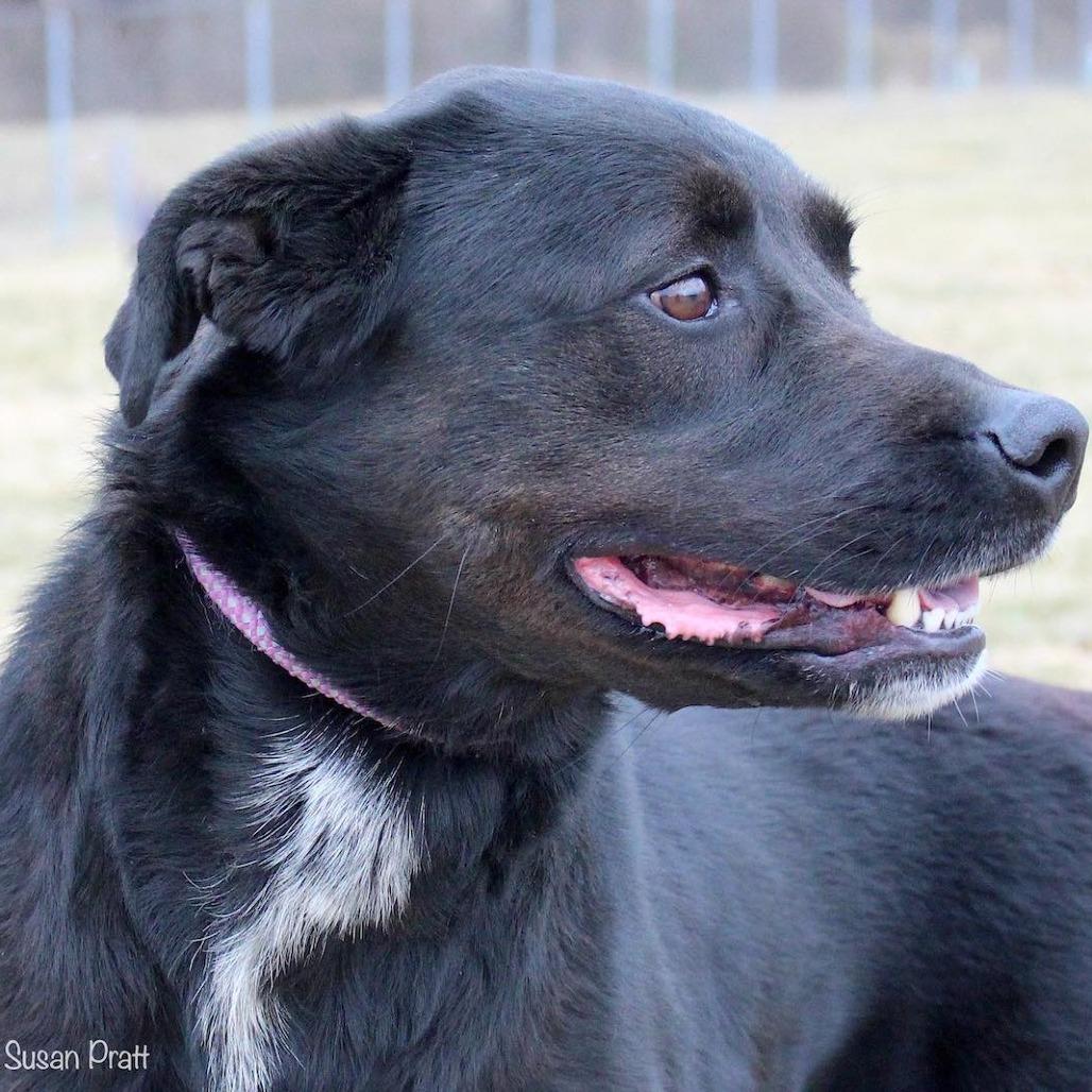 Florence, Adoptable, Adult Female Black Labrador Retriever & Mixed Breed.