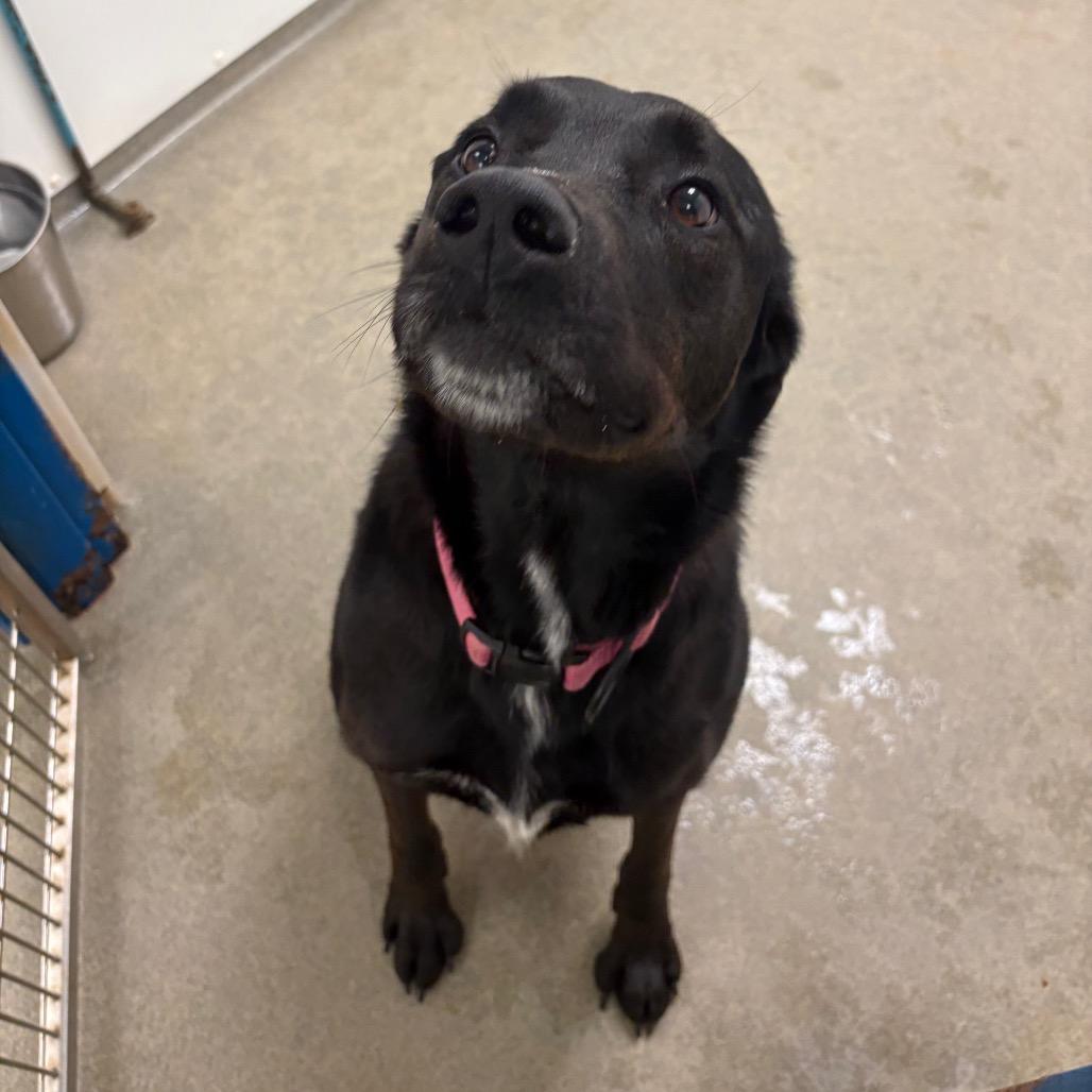 Enlarge Florence, a Adoptable mixed breed in Rocky Mount, VA image 2/6