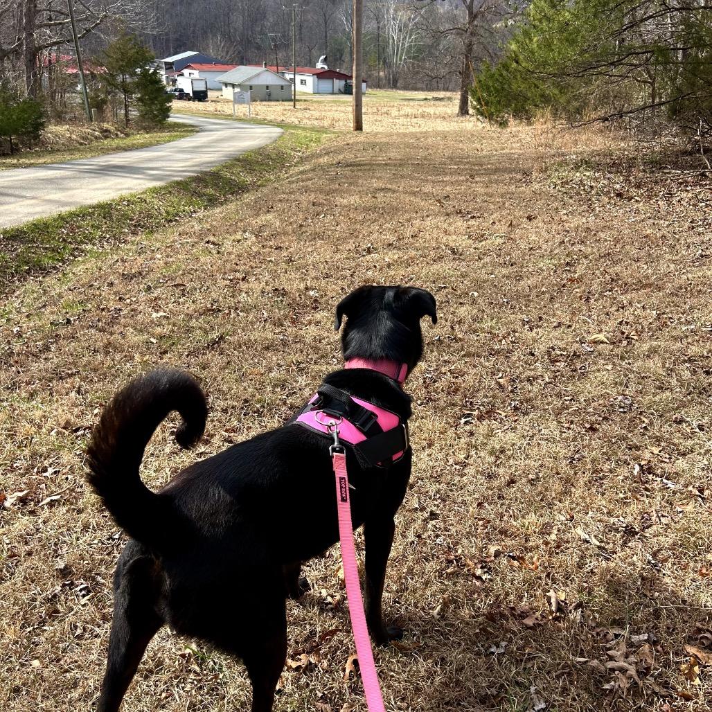 Enlarge Florence, a Adoptable mixed breed in Rocky Mount, VA image 3/6