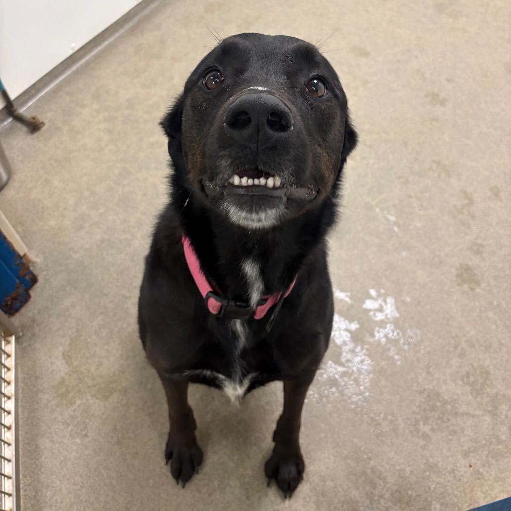Enlarge Florence, a Adoptable mixed breed in Rocky Mount, VA image 4/6