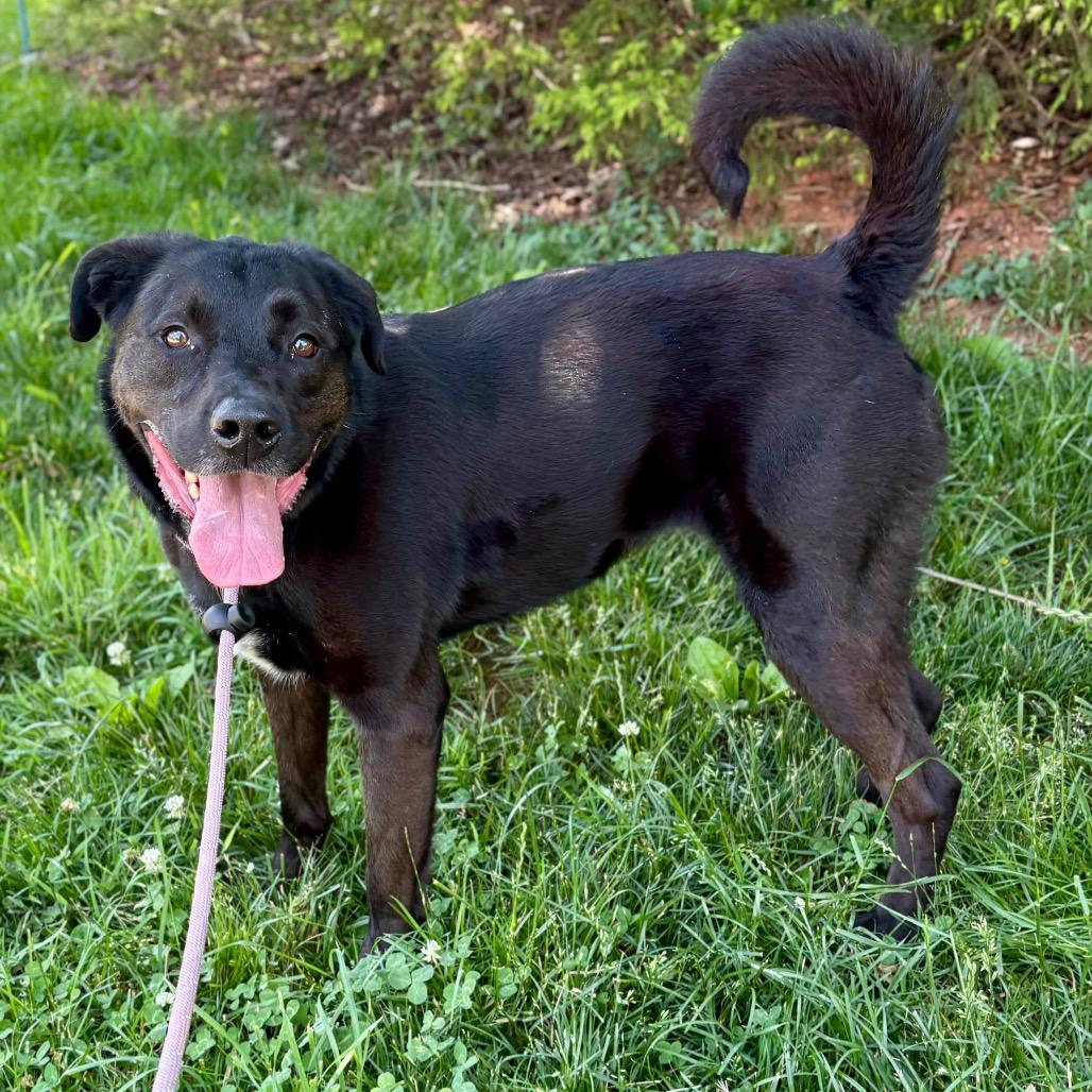 Enlarge Florence, a Adoptable mixed breed in Rocky Mount, VA image 5/6