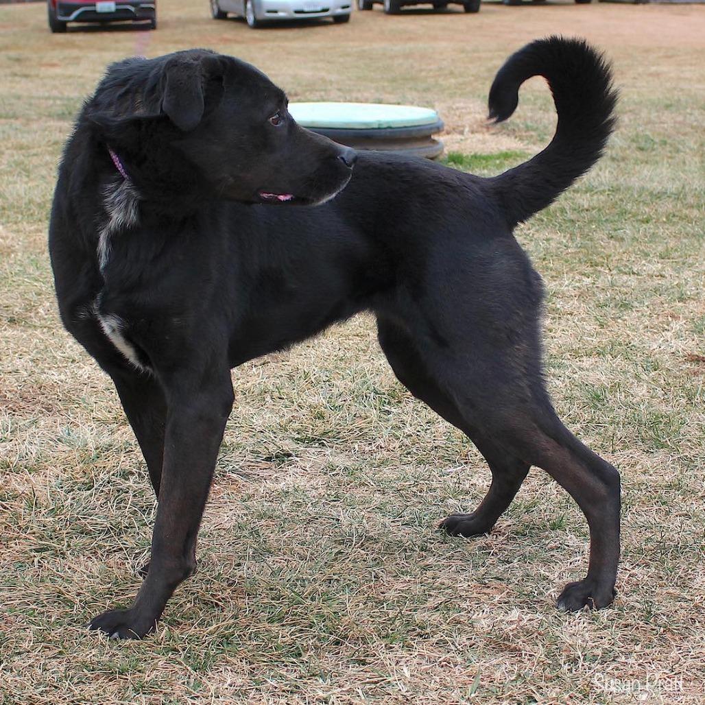 Enlarge Florence, a Adoptable mixed breed in Rocky Mount, VA image 6/6
