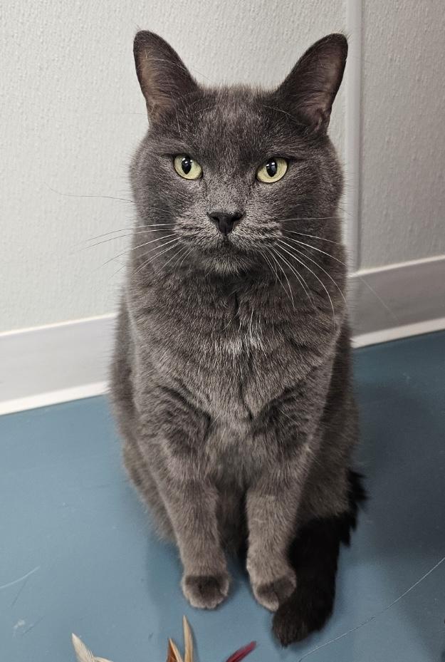 Gracie, Adoptable, Adult Female Russian Blue & Russian Blue.