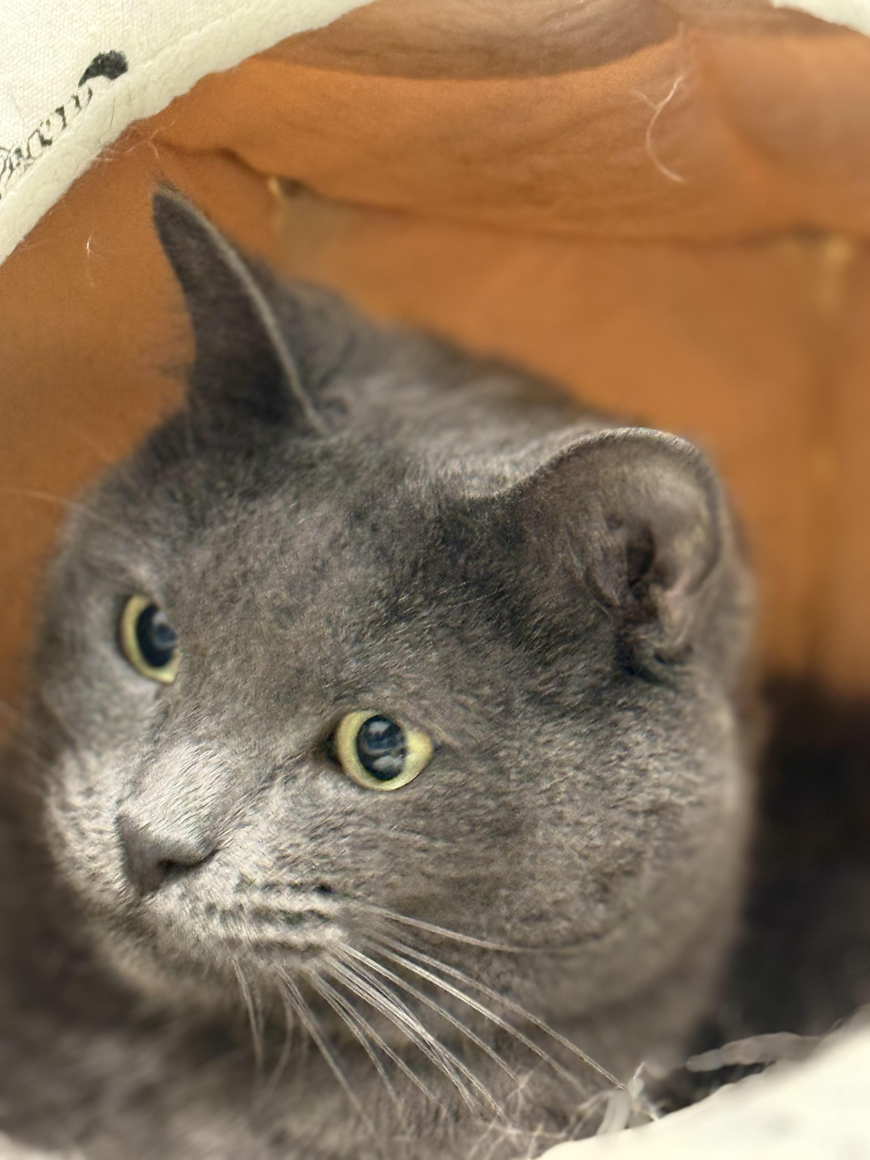 Gracie, a Adoptable mixed breed image 3/6