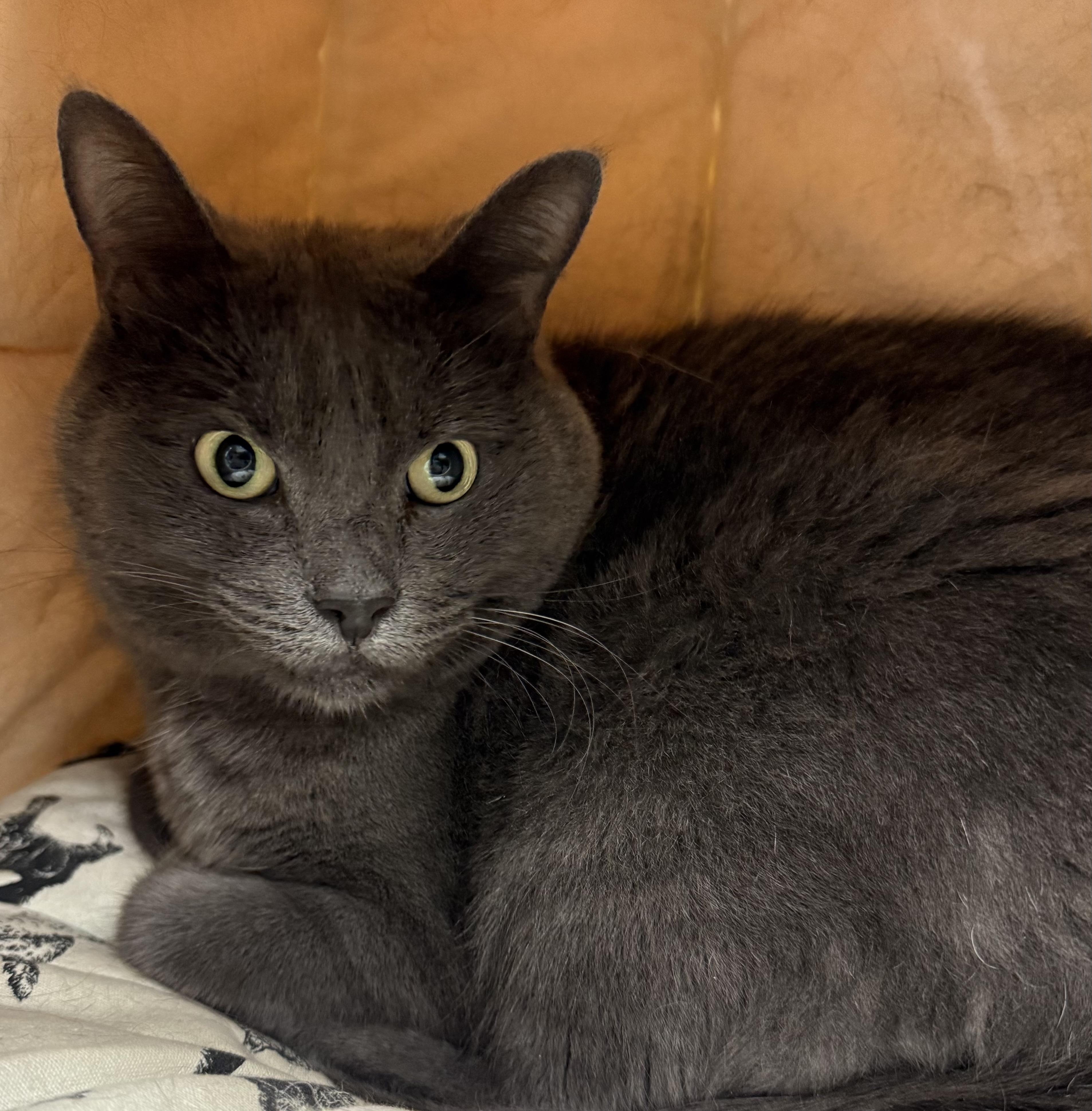 Gracie, a Adoptable mixed breed image 4/6