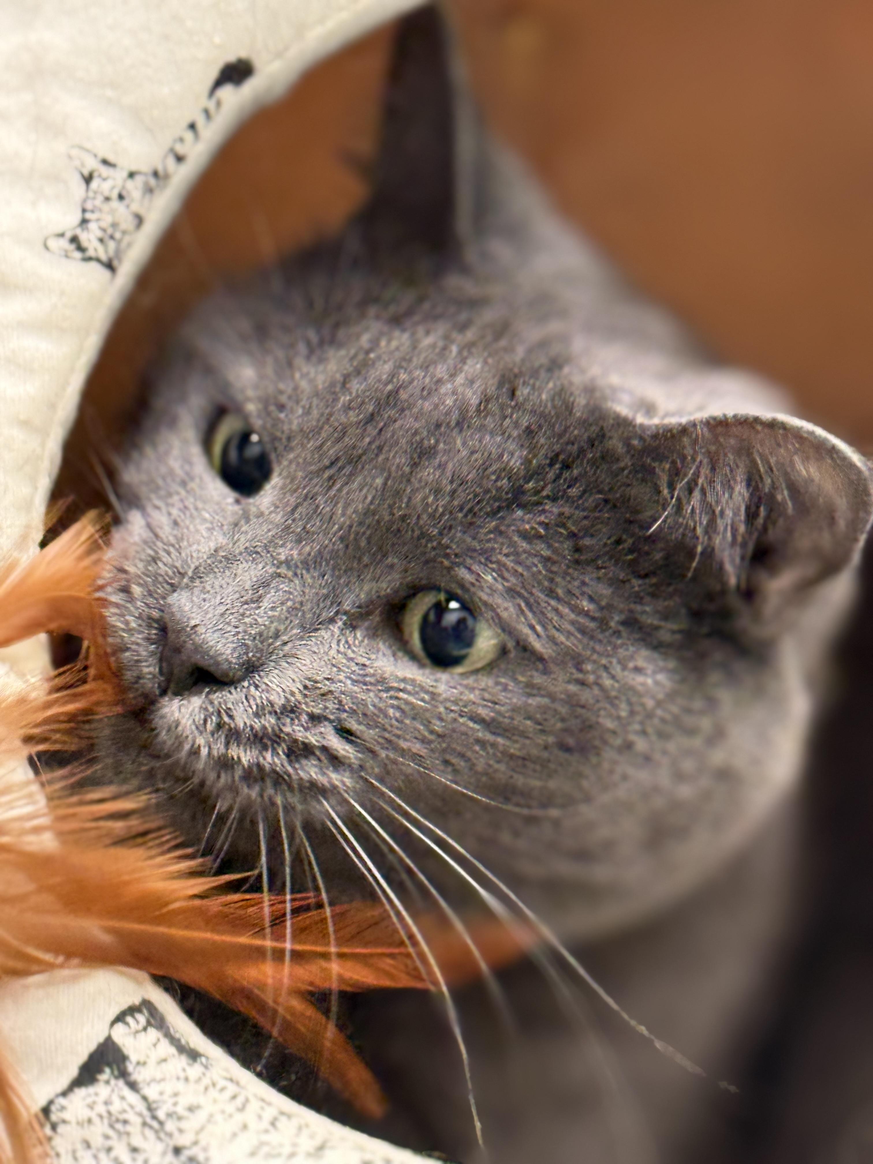 Gracie, a Adoptable mixed breed image 2/6