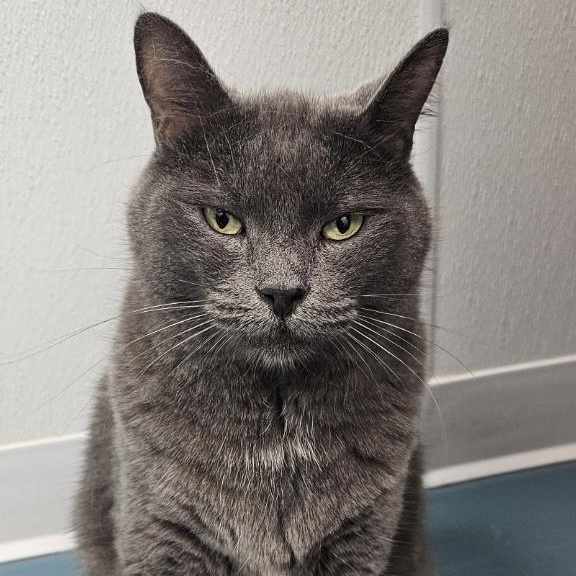 Gracie, Adoptable, Adult Female Russian Blue & Russian Blue.