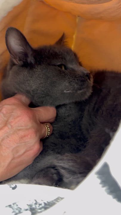 Enlarge Gracie, a Adoptable mixed breed video 6/6