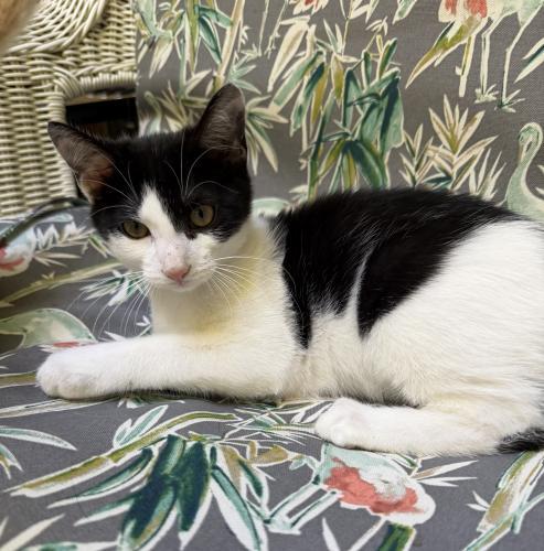 Peppercorn and Nutmeg, Adoptable, Young Male Domestic Short Hair.