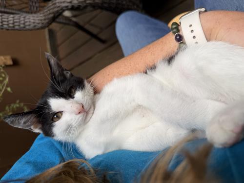 Enlarge Peppercorn and Nutmeg, a Adoptable Domestic Short Hair in Webster, MA image 2/4