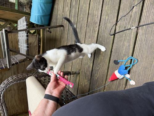 Enlarge Peppercorn and Nutmeg, a Adoptable Domestic Short Hair in Webster, MA image 3/4