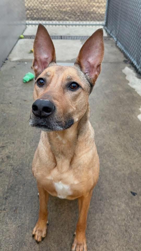 Cersei, a ADOPTABLE German Shepherd Dog in Chicago, IL image 3/4