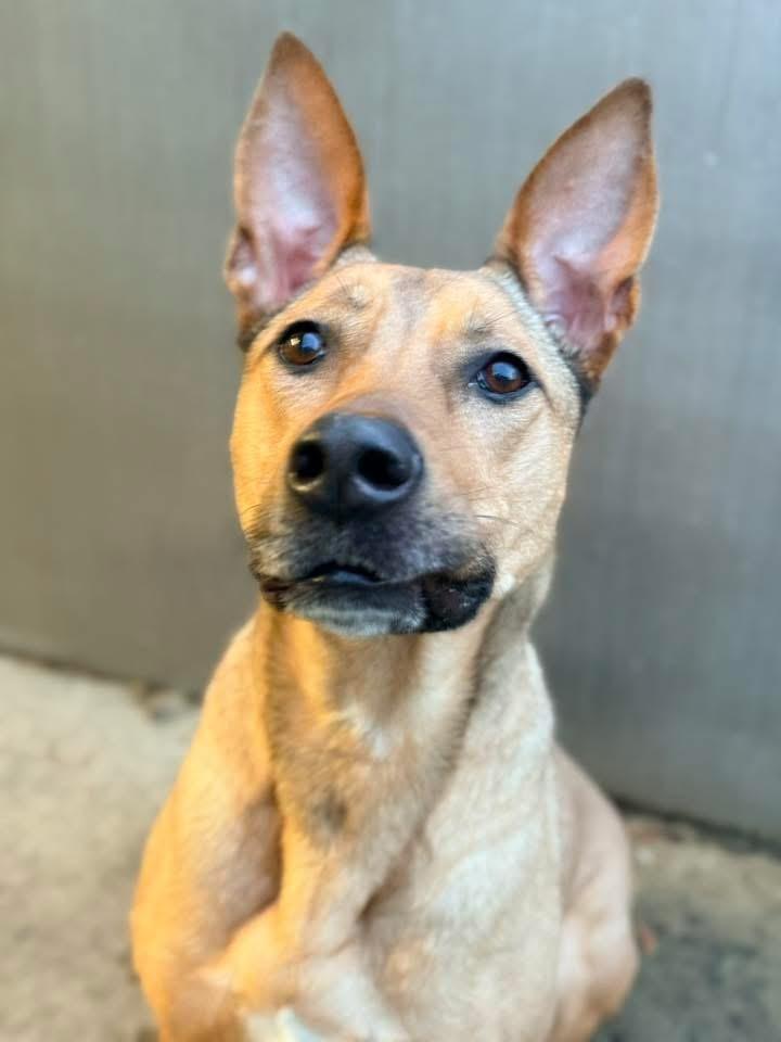 Cersei, a ADOPTABLE German Shepherd Dog in Chicago, IL image 2/4