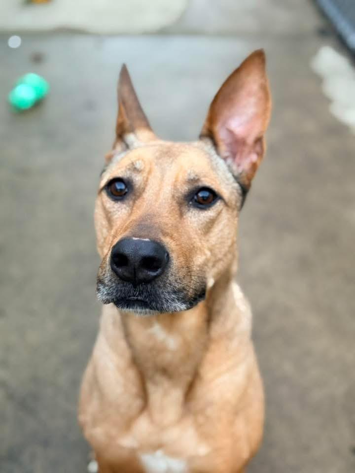 Cersei, a ADOPTABLE German Shepherd Dog in Chicago, IL image 4/4