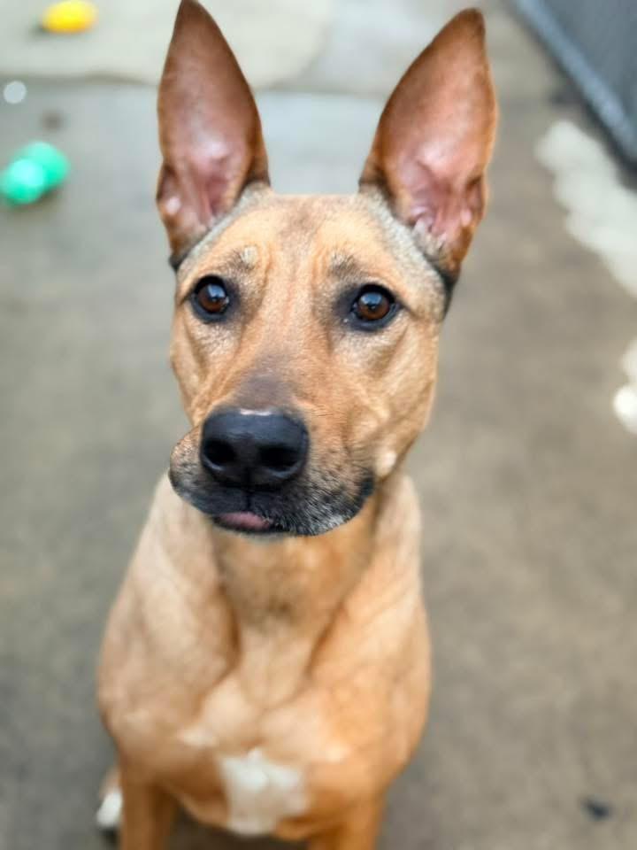 Cersei, a ADOPTABLE German Shepherd Dog in Chicago, IL image 1/4