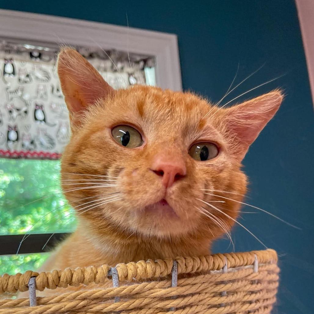 Lord Battleclaw, Adoptable, Adult Male Domestic Short Hair.