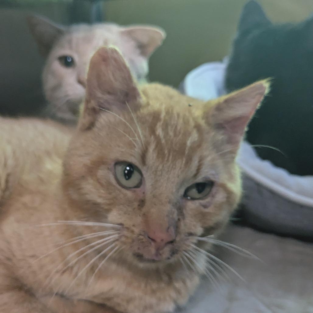 Lord Battleclaw, a Adoptable Domestic Short Hair in Huntsville, AR image 2/2