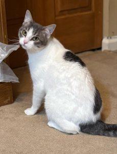 Molly, Young Female Domestic Short Hair