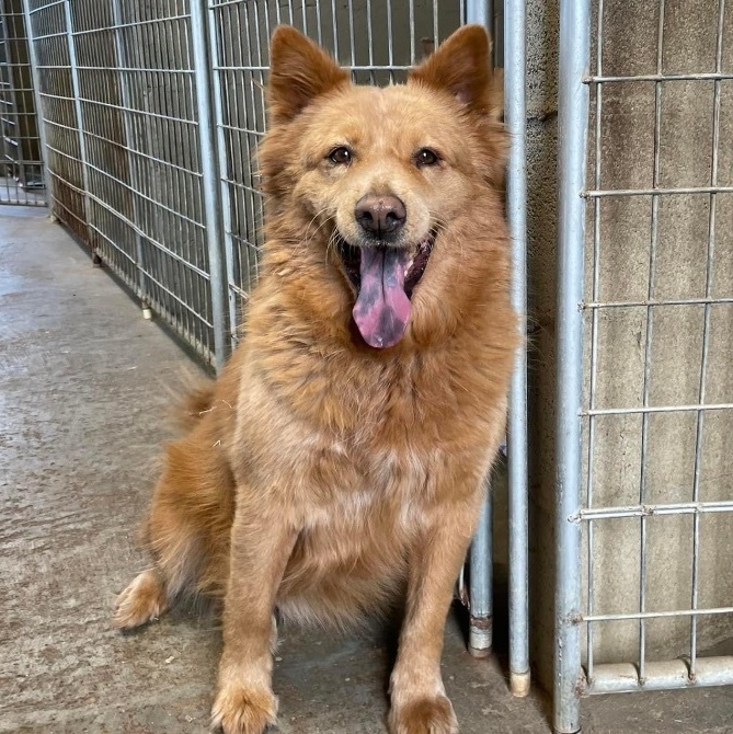Enlarge Rosie, a Adoptable mixed breed in Southaven , MS image 1/4