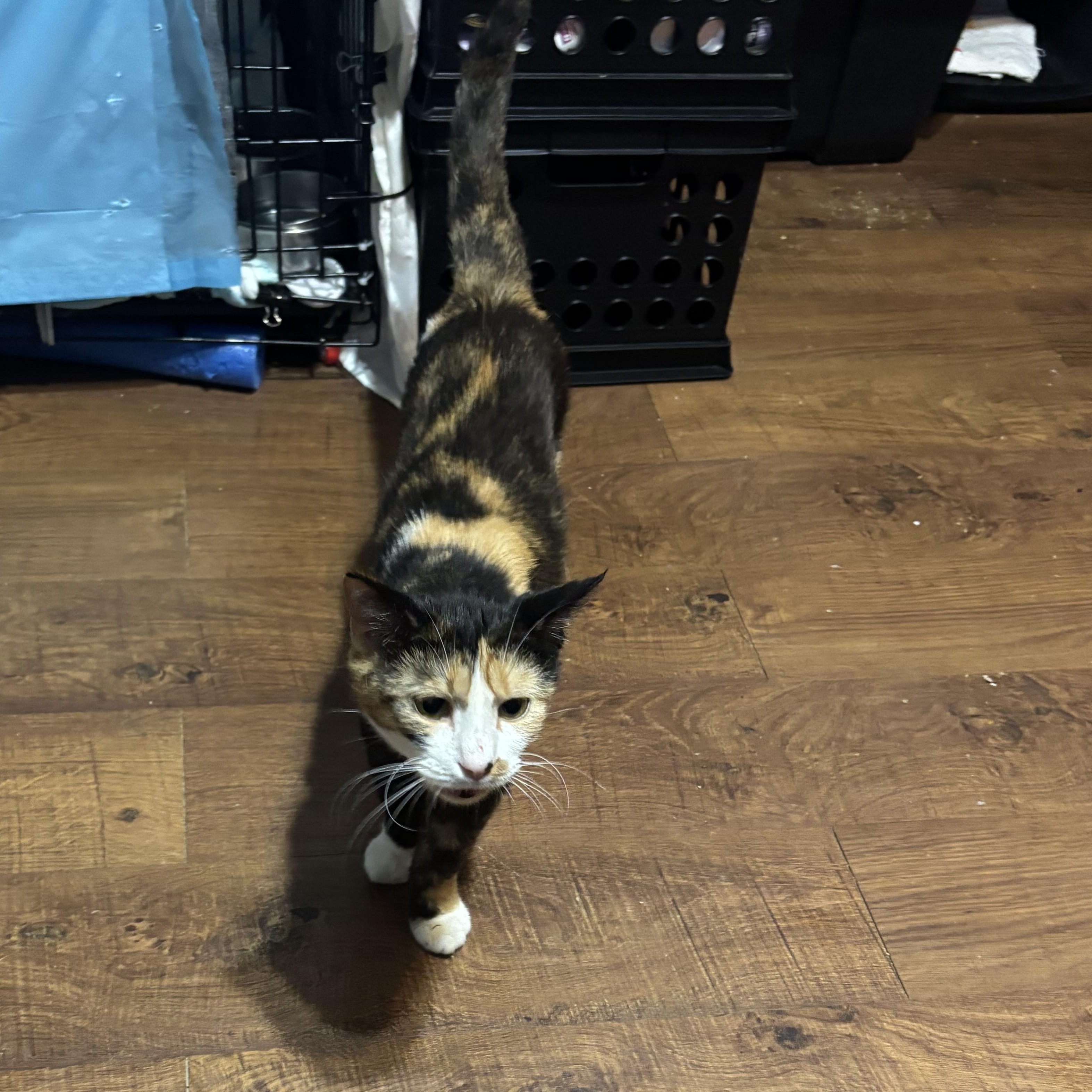 SEANCE, a Adoptable Domestic Short Hair in Pittsburgh, PA image 3/4