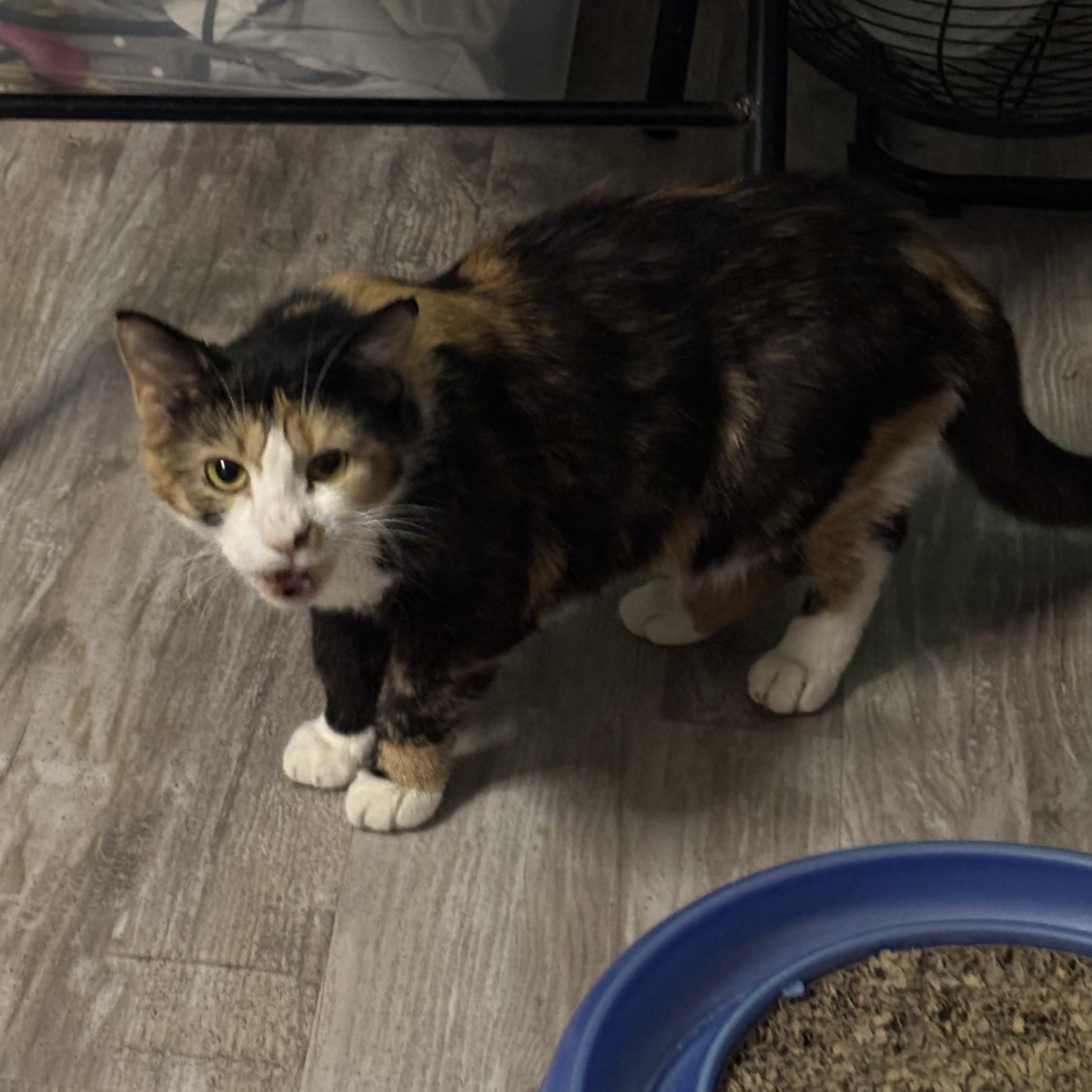 SEANCE, a Adoptable Domestic Short Hair in Pittsburgh, PA image 4/4