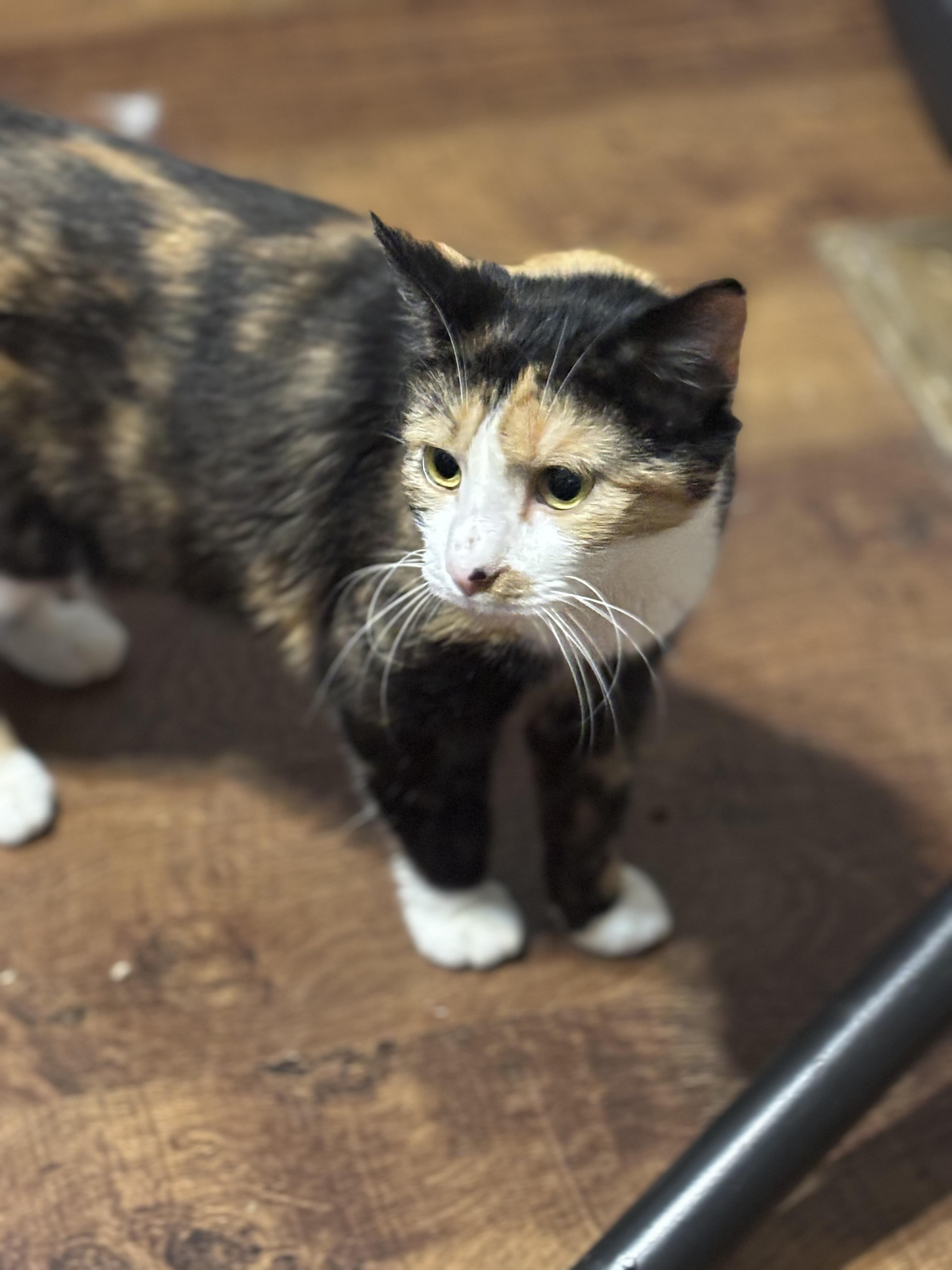 SEANCE, a Adoptable Domestic Short Hair in Pittsburgh, PA image 2/4
