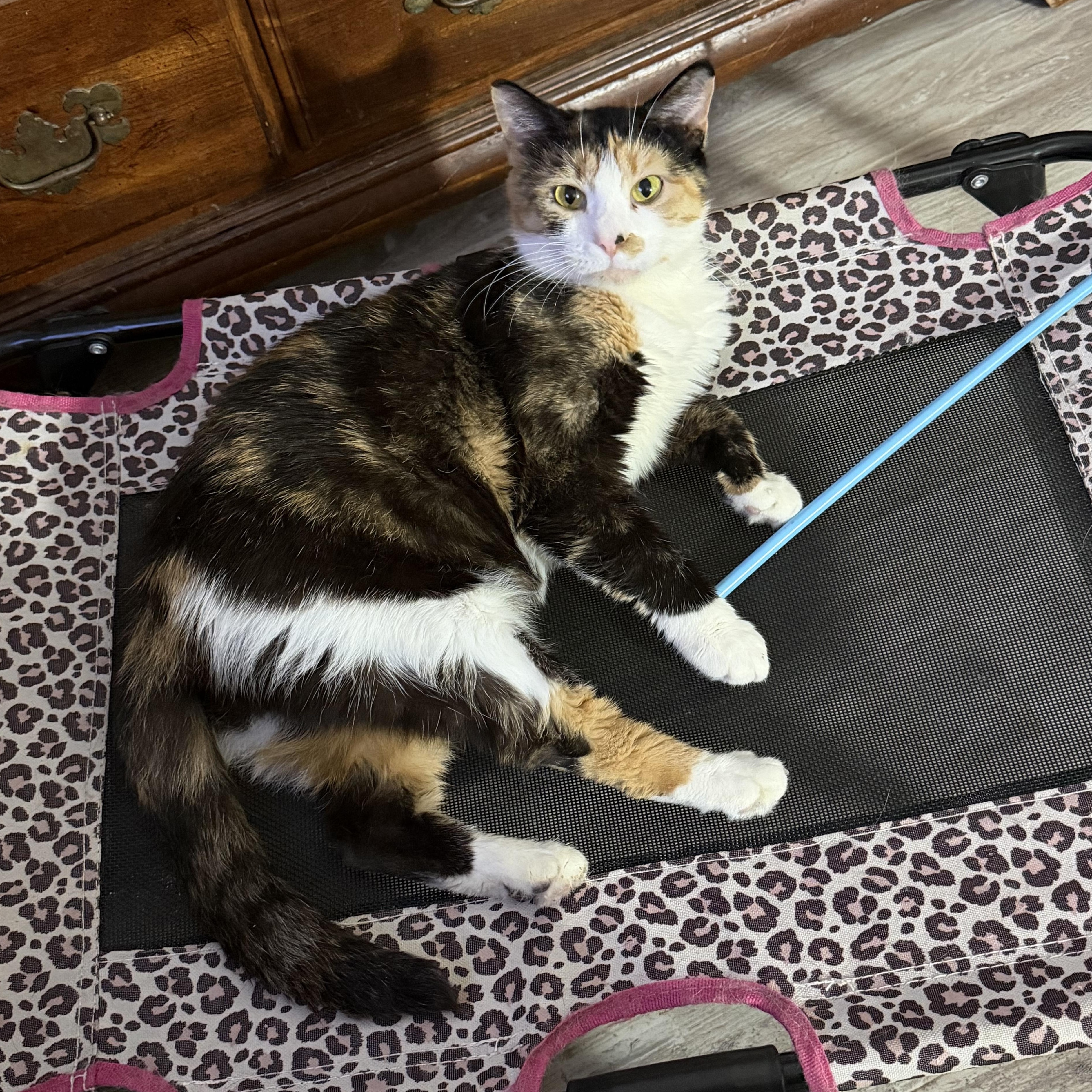 SEANCE, Adoptable, Adult Female Domestic Short Hair.