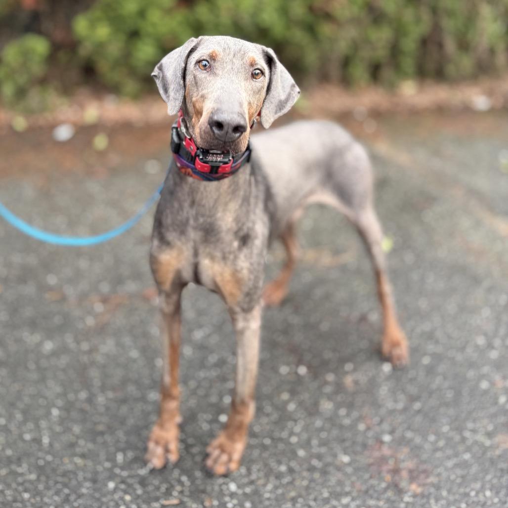 Arthur, Adoptable, Senior Male Doberman Pinscher.