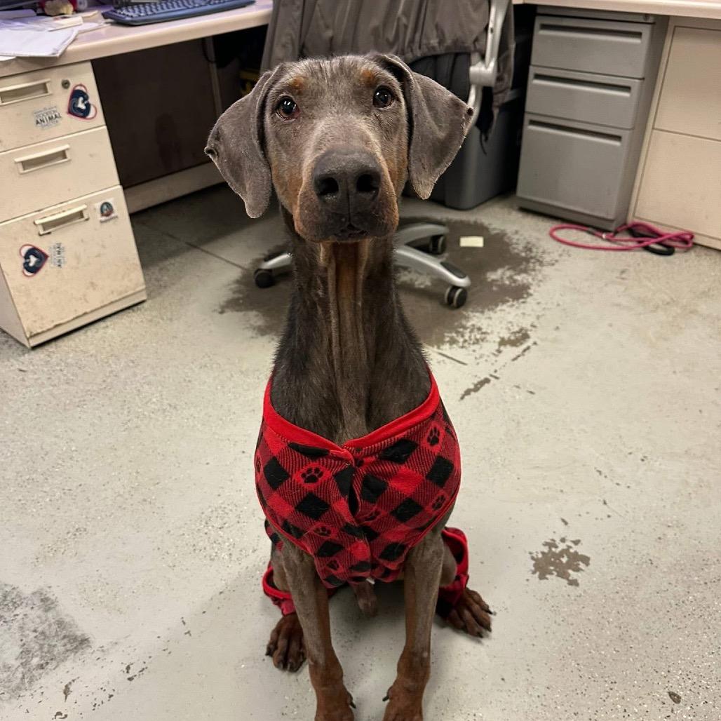 Arthur, Adoptable, Senior Male Doberman Pinscher.