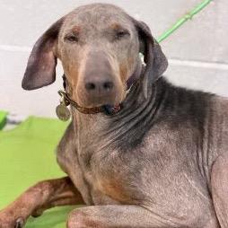 Enlarge Arthur, a Adoptable Doberman Pinscher in Bellingham, WA image 4/6