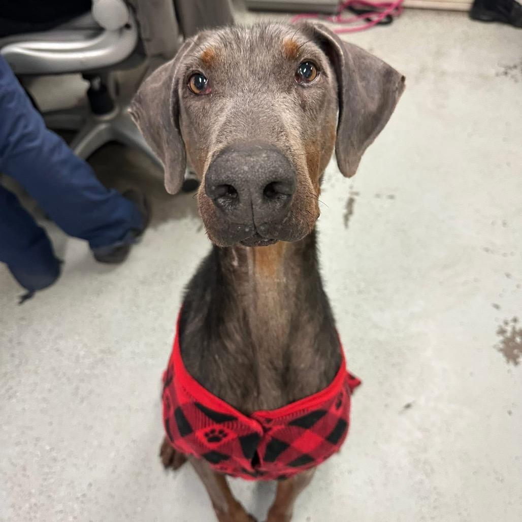 Enlarge Arthur, a Adoptable Doberman Pinscher in Bellingham, WA image 3/4