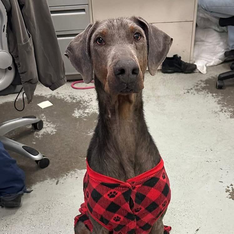 Enlarge Arthur, a Adoptable Doberman Pinscher in Bellingham, WA image 4/4